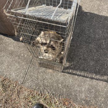 Magic Touch Exterminating and Wildlife Control - Pest Control Near Me Magic Touch Exterminating and Wildlife Control - Pest Control Near Me