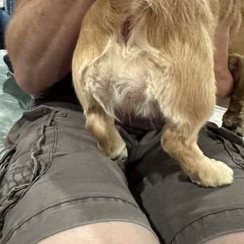 Hands To Paws - Hacked behind hair - Pet Groomers Near Me - Reno, Nevada