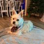 Photo of Pin Up Pets Grooming