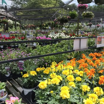Platt Hill Nursery - Annuals - Nurseries & Gardening Near Me - Bloomingdale, Illinois