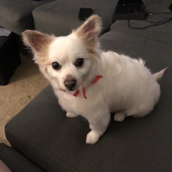 Classy Canine's Wiggle Rumps - Brush out. No trim - Pet Groomers Near Me - Castrovalley, California