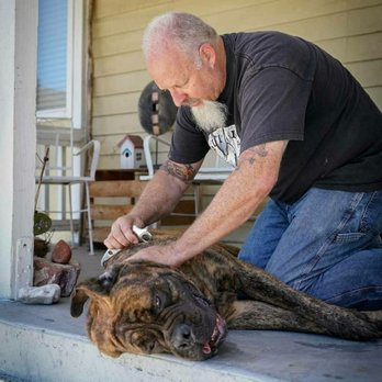 Doggissage - Using IASTM on this big boy. - Holistic Animal Care Near Me Doggissage - Using IASTM on this big boy. - Holistic Animal Care Near Me