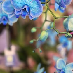 Vons - Orchids