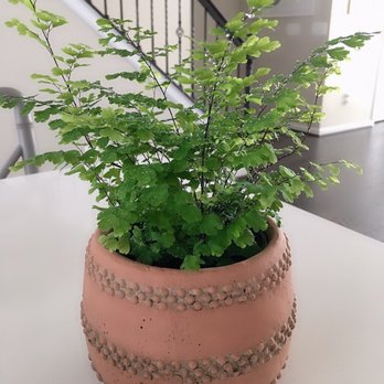 Merrifield Garden Center - Maiden hair fern(Only $6.99!) and cute creative co-op planters($14.99) I've seen this planter for $24 at high-end decor shop before! - Nurseries & Gardening Near Me - Fairfax, Virginia Merrifield Garden Center - Maiden hair fern(Only $6.99!) and cute creative co-op planters($14.99) I've seen this planter for $24 at high-end decor shop before! - Nurseries & Gardening Near Me - Fairfax, Virginia