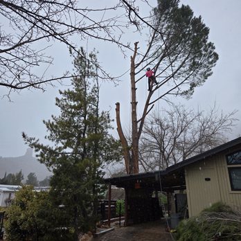 Arizona North Tree Service - Tree Services Near Me Arizona North Tree Service - Tree Services Near Me