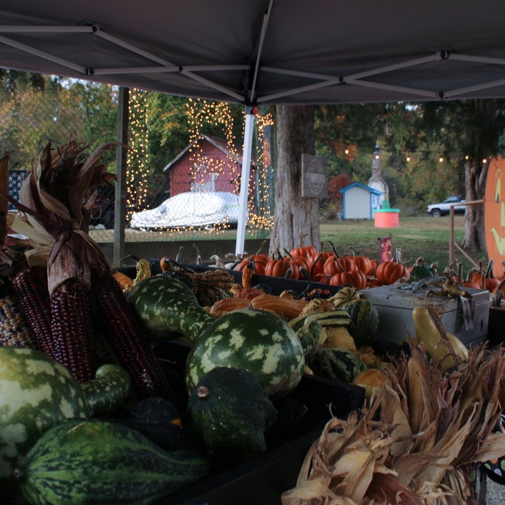 Levi’s Pumpkin Patch - Pumpkin Patches Near Me - Chesterfield, Virginia