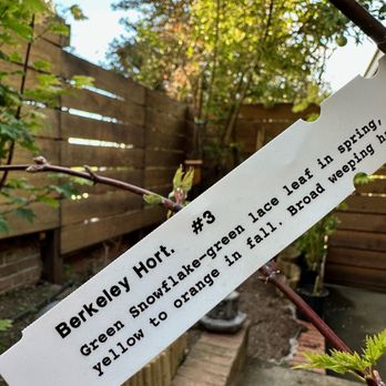 Berkeley Horticultural Nursery - Green snowflake Japanese Maple. Very unusual weeping habit. - Nurseries & Gardening Near Me - Berkeley, California