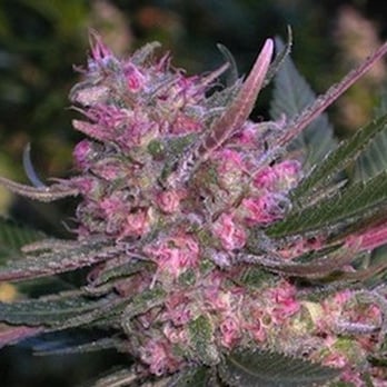 Sante Durango - Cannabis Dispensaries Near Me - Durango, Colorado Sante Durango - Cannabis Dispensaries Near Me - Durango, Colorado