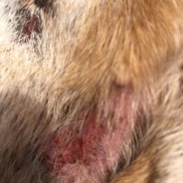 Injury that occurred after she was shaved by Cheryl at the doghouse