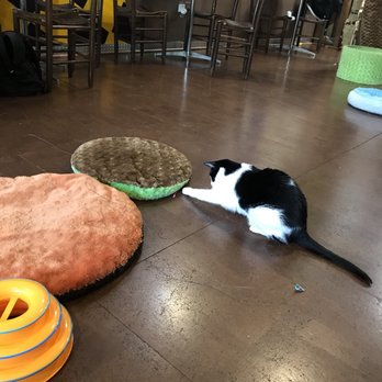 The Cat Cafe - Coffee & Tea Near Me - San Diego, California The Cat Cafe - Coffee & Tea Near Me - San Diego, California