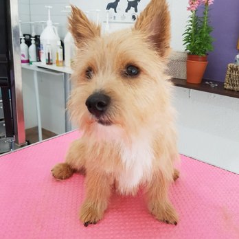 Hundesalon Maja&Dogs - Pet Groomers Near Me - Berlin, BE Hundesalon Maja&Dogs - Pet Groomers Near Me - Berlin, BE