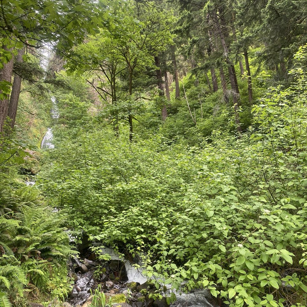 Wahkeena Falls - Parks Near Me - Troutdale, Oregon Wahkeena Falls - Parks Near Me - Troutdale, Oregon