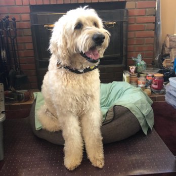 Groomed To a T - Pet Groomers Near Me Groomed To a T - Pet Groomers Near Me