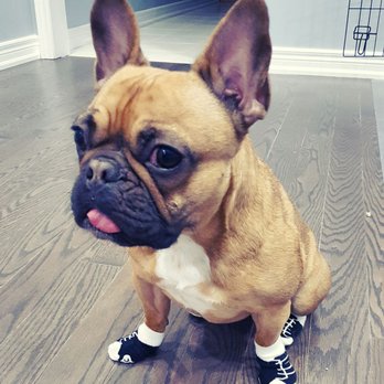 Ren's Pets - Socks for this little one ^^ so cute - Pet Stores Near Me - Aurora, Ontario