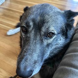 K Lynn's K9s and Kitty Care - Thank you, K Lynn!