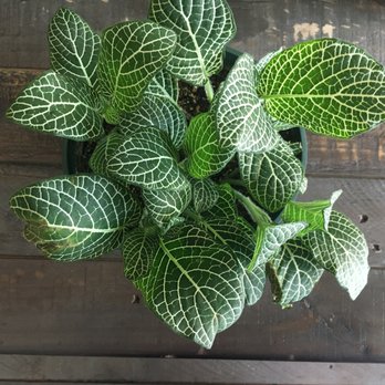 Pueblo - Nurseries & Gardening Near Me - Phoenix, Arizona