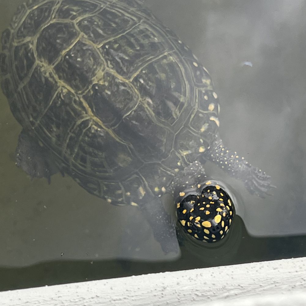 Turtle!