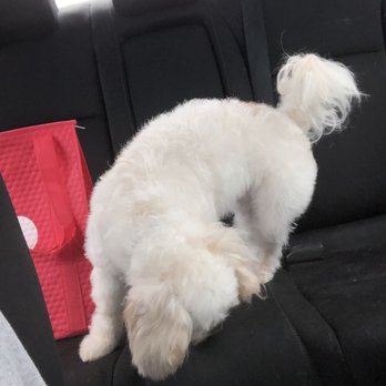 Groomingdale's Paw Spa - So soft and fuffly - Pet Groomers Near Me - Sparks, Nevada Groomingdale's Paw Spa - So soft and fuffly - Pet Groomers Near Me - Sparks, Nevada