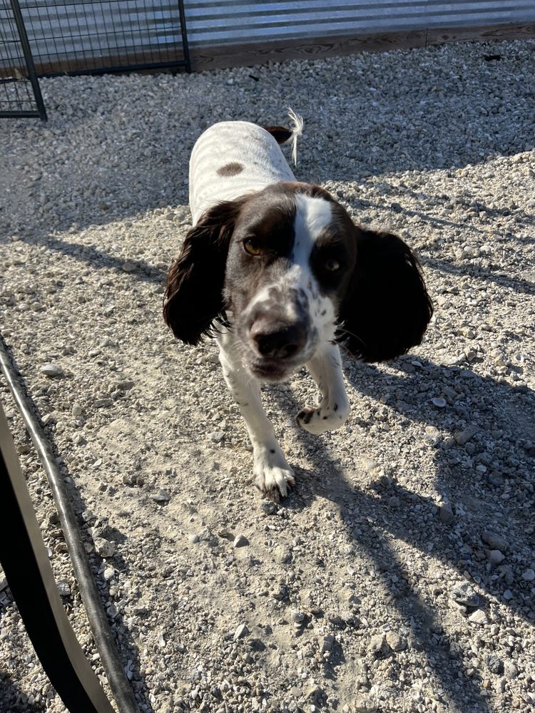 THE ROYAL PAW BOARDING Punta Gorda, Florida Pet Boarding Phone