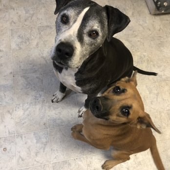Alpha K-9 Academy - Cash and his sibling Akira - Pet Training Near Me