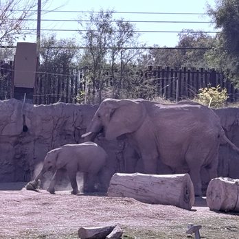 Reid Park Zoo - elephants!! - Zoos Near Me - Tucson, Arizona