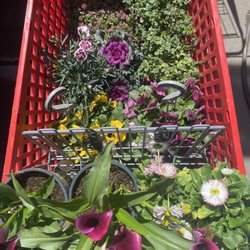 Lowe's Home Improvement - Perennials