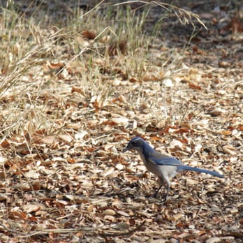 Ulistac Natural Area - Western Scrub Jay (Aphelocoma Californica) - Parks Near Me - Santa Clara, California