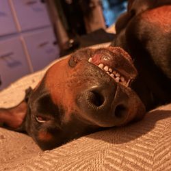 Central Orange County Emergency Animal Hospital