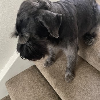 Doggy Daze - Look at his Mohawk and how his upper body was trimmed. It was patchy!! - Pet Groomers Near Me - Phoenix, Arizona