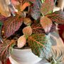 Photo of Plants On Broadway