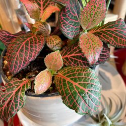 Plants On Broadway