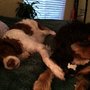 Photo of Bainbridge Dog