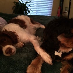 Bainbridge Dog - Sprocket and Rowdy
