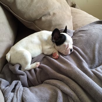 Mythic Bulldogs - Pet Breeders Near Me Mythic Bulldogs - Pet Breeders Near Me