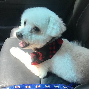 Power Groomers - Male Maltipoo - Pet Groomers Near Me - Sugar Land, Texas Power Groomers - Male Maltipoo - Pet Groomers Near Me - Sugar Land, Texas