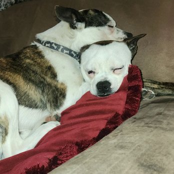Animal Medical Center - The twins Bentley and Brantley (white face) - Veterinarians Near Me - Marshfield, Missouri Animal Medical Center - The twins Bentley and Brantley (white face) - Veterinarians Near Me - Marshfield, Missouri