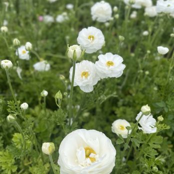The Flower Fields - Venues & Event Spaces Near Me - Carlsbad, California The Flower Fields - Venues & Event Spaces Near Me - Carlsbad, California