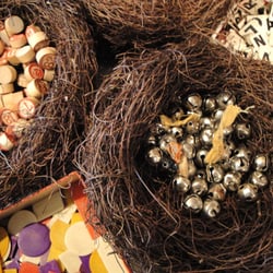 The Curious Nest