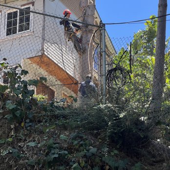 The Best Tree Care Service - Tree Services Near Me The Best Tree Care Service - Tree Services Near Me