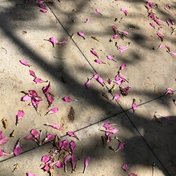 Naples Botanical Garden - Botanical Gardens Near Me - Naples, Florida