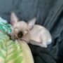 Photo of Sphynx cattery