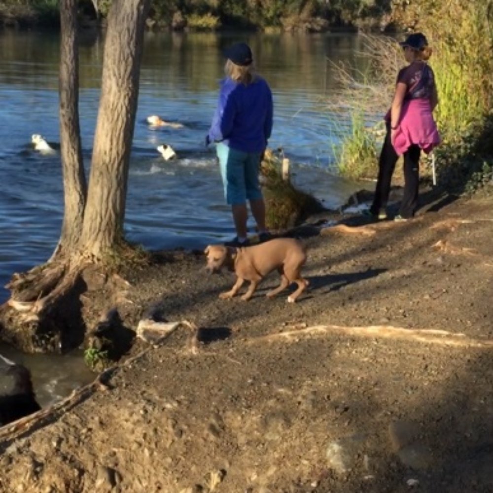 Shadow Cliffs Regional Recreation Area - Lots of dogs swim here on the weekend mornings, it's very fun! - Parks Near Me - Pleasanton, California Shadow Cliffs Regional Recreation Area - Lots of dogs swim here on the weekend mornings, it's very fun! - Parks Near Me - Pleasanton, California