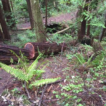 Butano State Park - Hiking Through Fallen Timber - Parks Near Me - Pescadero, California