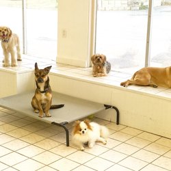RUFF RIders Dog Day Camp