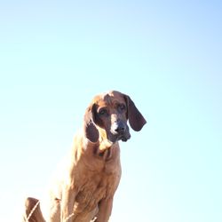 Avon Pet Centre - Otis