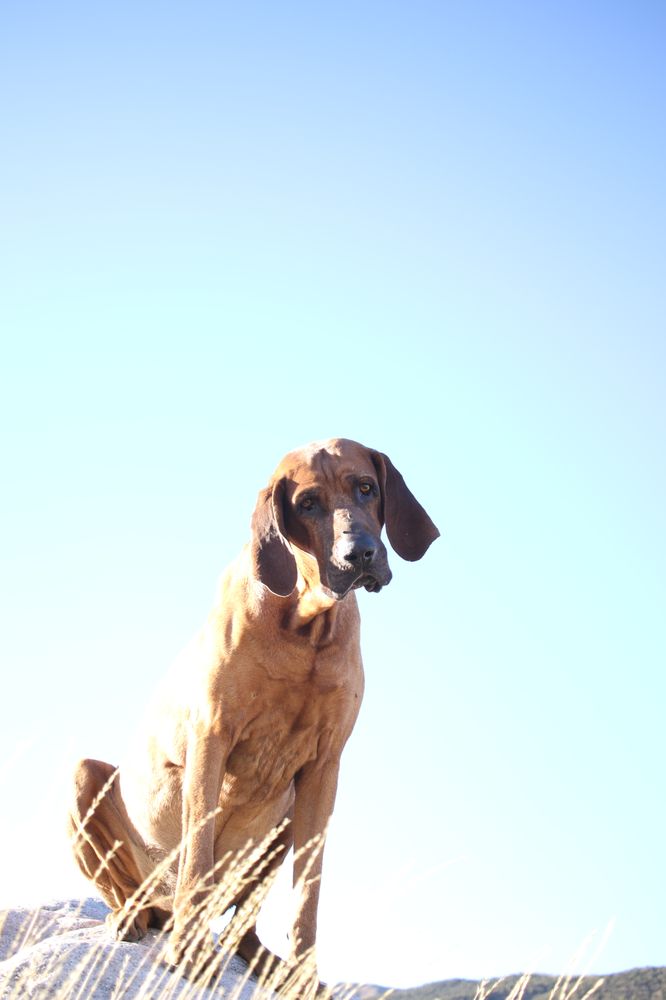 Avon Pet Centre Image