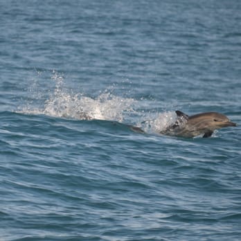 Sail Channel Islands - We saw so much and so up close - Sailing Near Me - Oxnard, California