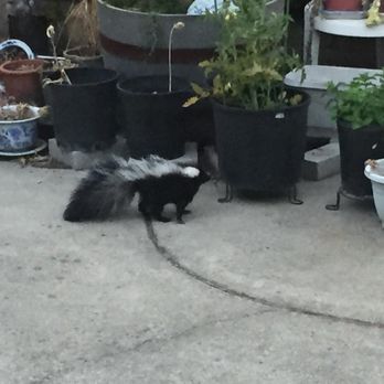 Creature Catchers - The skunks walking around when it was still bright out.. we knew we had a skunk problem then! - Pest Control Near Me