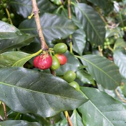 Unleashed Coffee - Coffee cherries