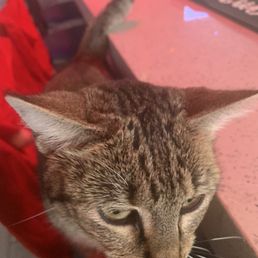 Bar Cat! Bar Cat!